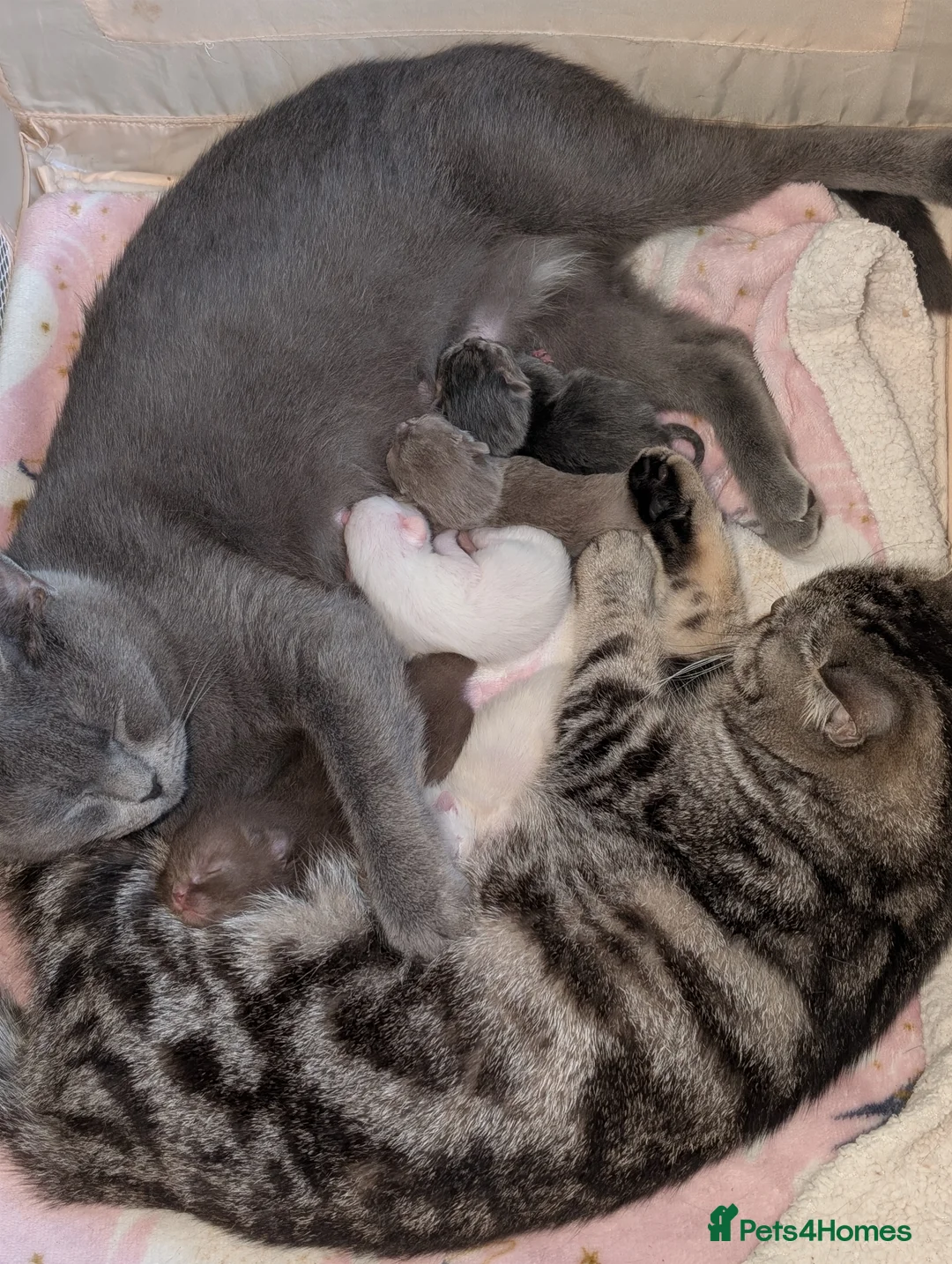 British Shorthair cats for sale: Top Quality British Shorthair Kittens in Stoke-on-Trent - Advert 11