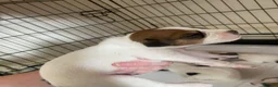 Jack Russell dogs for sale: Jack Russel terrier mix puppies  - Advert 7