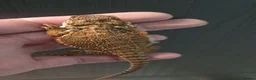 Bearded Dragon reptiles for sale: Red Monster blue bars and Hypos and Trans - Advert 11