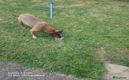 Staffordshire Bull Terrier dogs for sale: Staff for sale  - Image 2