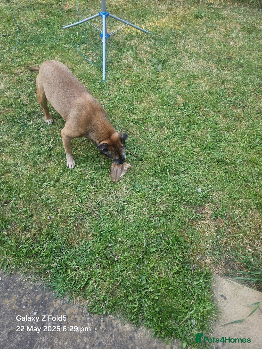 Staffordshire Bull Terrier dogs for sale: Staff for sale  - Image 2