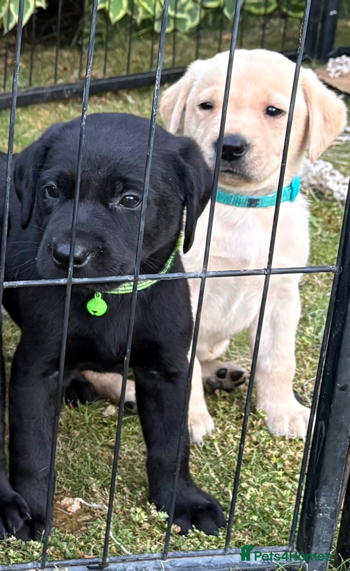 Labrador Retriever dogs Labrador puppies, male and female  - Advert 1