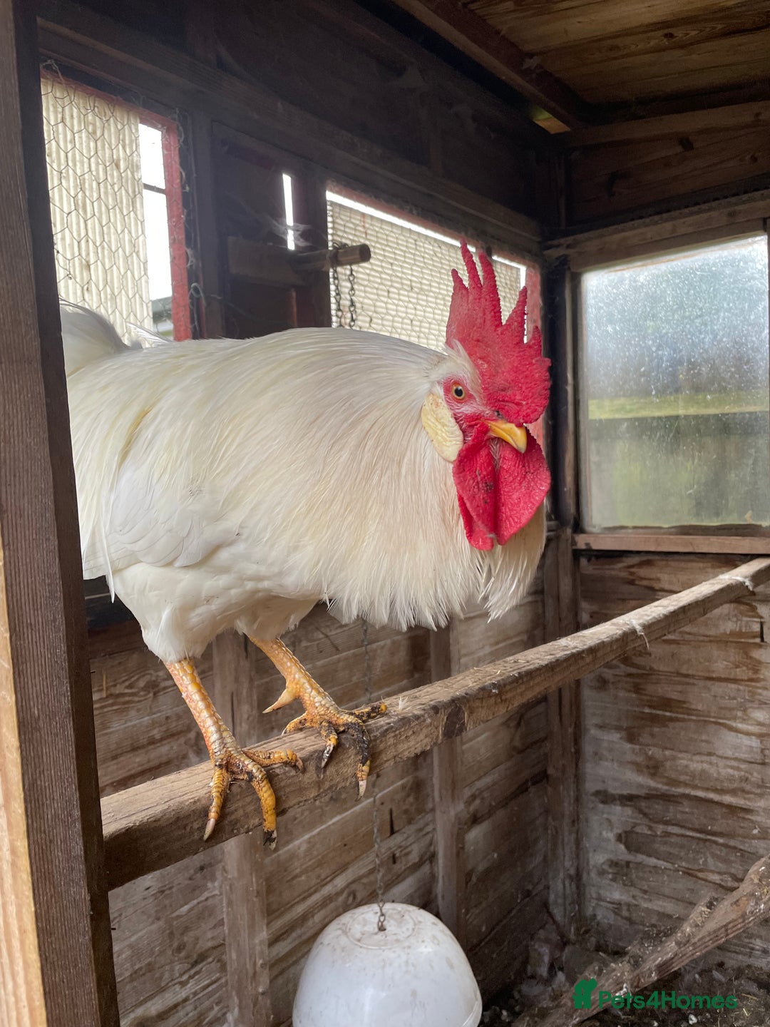 Chickens poultry for sale: Leghorn cockerel  - Advert 1
