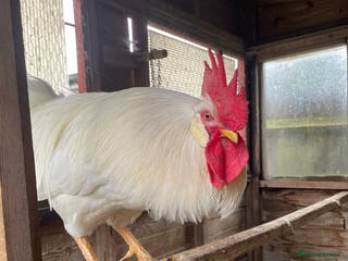 Chickens poultry Leghorn cockerel - Advert 1