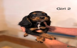 Cocker Spaniel dogs for sale: Beautiful cocker spaniel puppies ready now - Advert 17