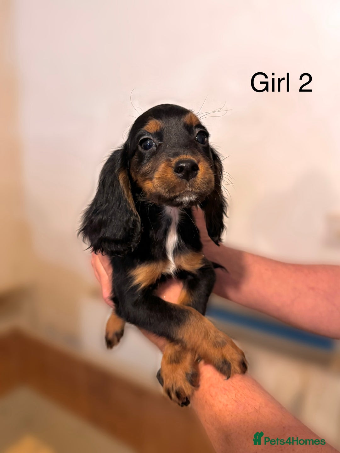 Cocker Spaniel dogs for sale: Beautiful cocker spaniel puppies ready now - Advert 17