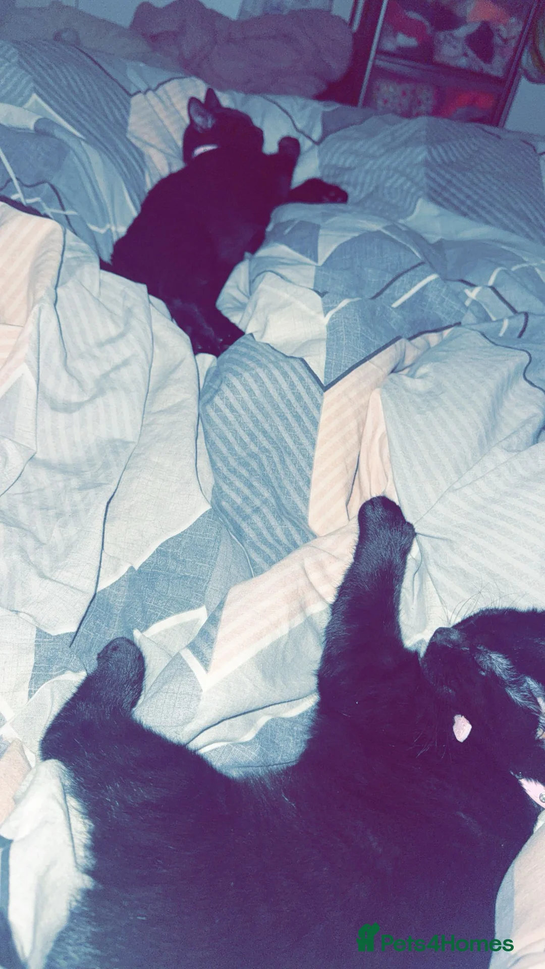 Mixed Breed cats for sale: Two beautiful black female kittens  - Advert 4