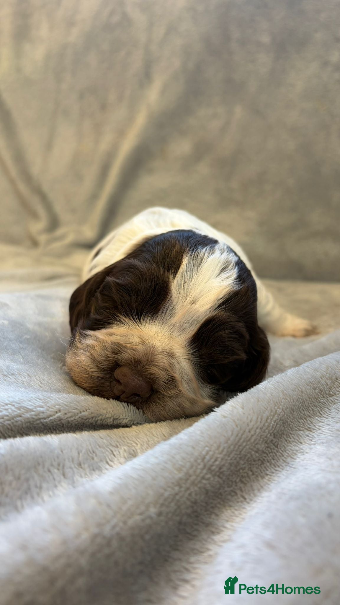 Sprocker Puppy 1