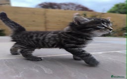 Mixed Breed cats for sale: Kittens ready to now - Image 4