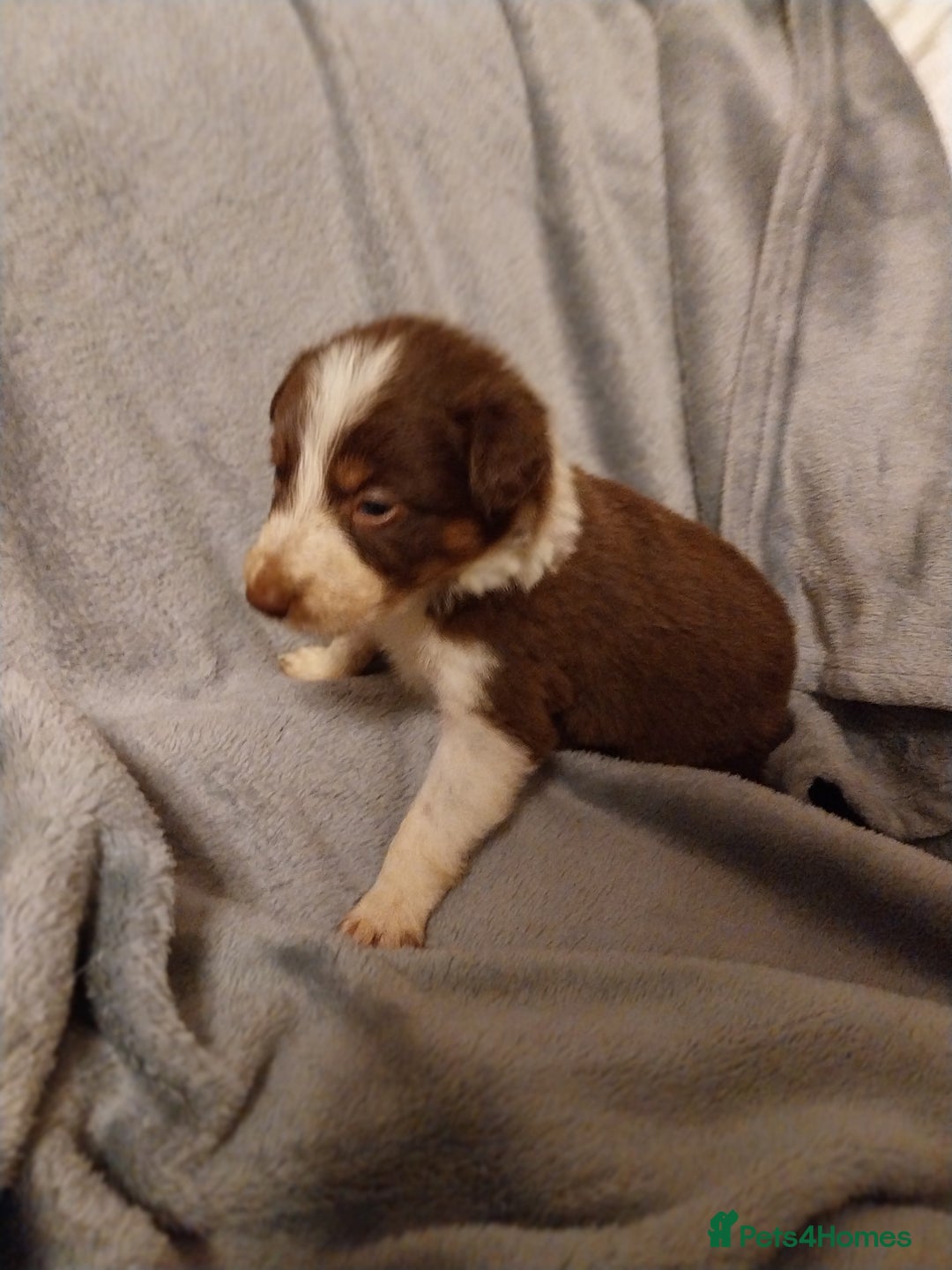 Border Collie dogs for sale: Beautiful border collie puppies - Advert 4