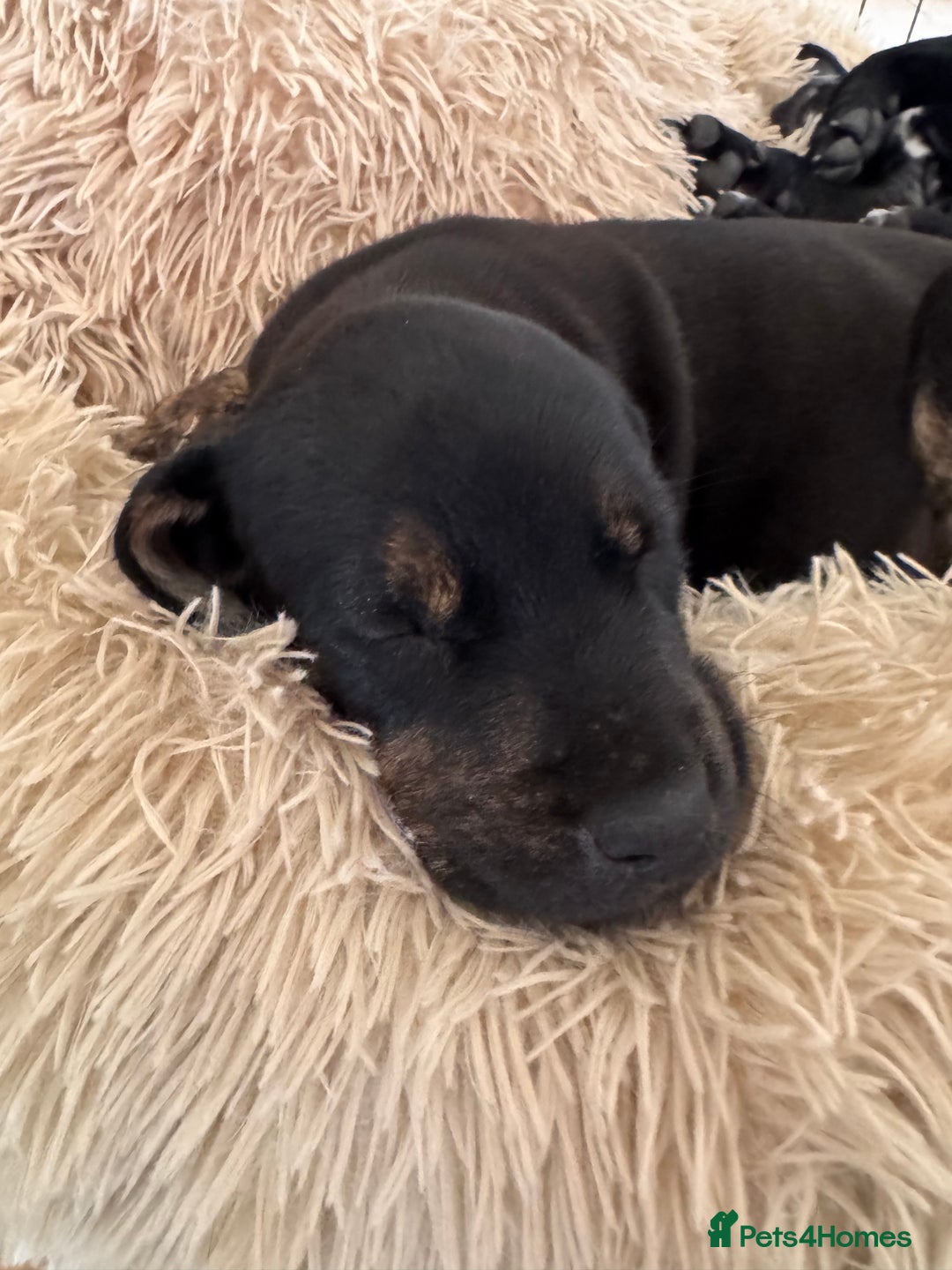 Mixed Breed dogs for sale: Golden Retriever/ Great Dane Mix - Image 8