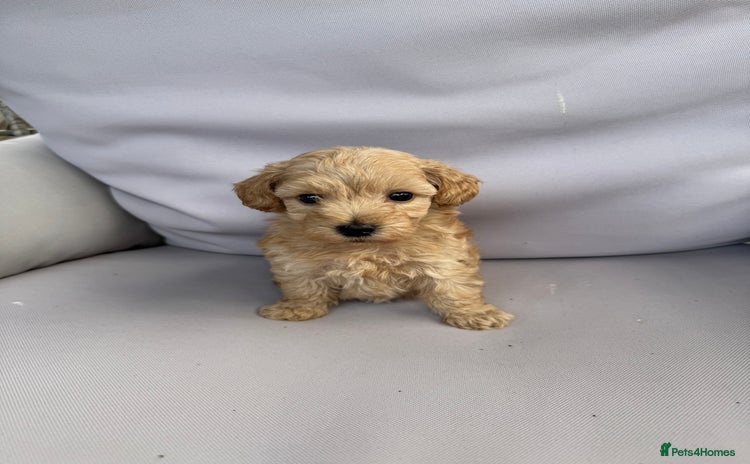 Maltipoo dogs - Advert 3