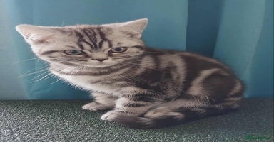 British Shorthair cats - Advert 10