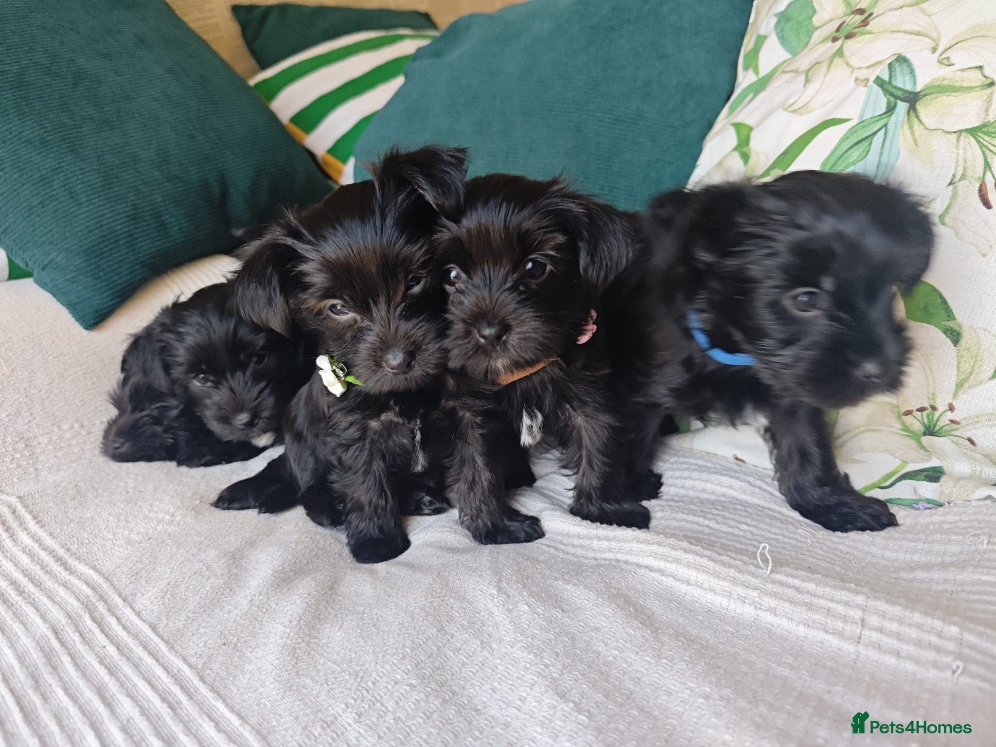 Yorkshire Terrier dogs Yorkshire terrier Dark puppies - Advert 3