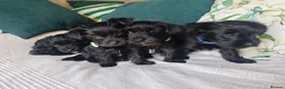 Yorkshire Terrier dogs for sale: Yorkshire terrier Dark puppies in Milton Keynes - Advert 7