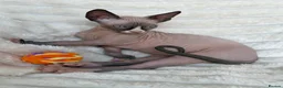 Sphynx cats for sale:  A Very Special Little Girl – Now Available  - Advert 11