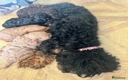 Cavapoo dogs for sale: Beautiful F1b cavapoo puppies - Image 7