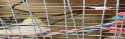 Cockatiels birds for sale: Cockatiels Male and Female - Advert 4