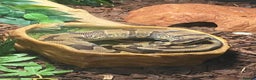 Python Snake reptiles for sale: Royal python  - Advert 3