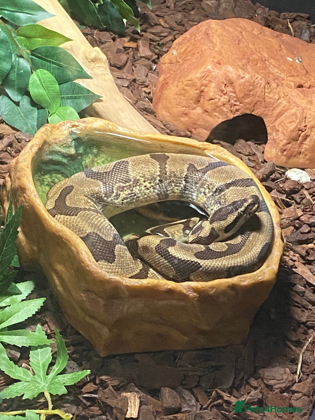 Python Snake reptiles for sale: Royal python  - Advert 3