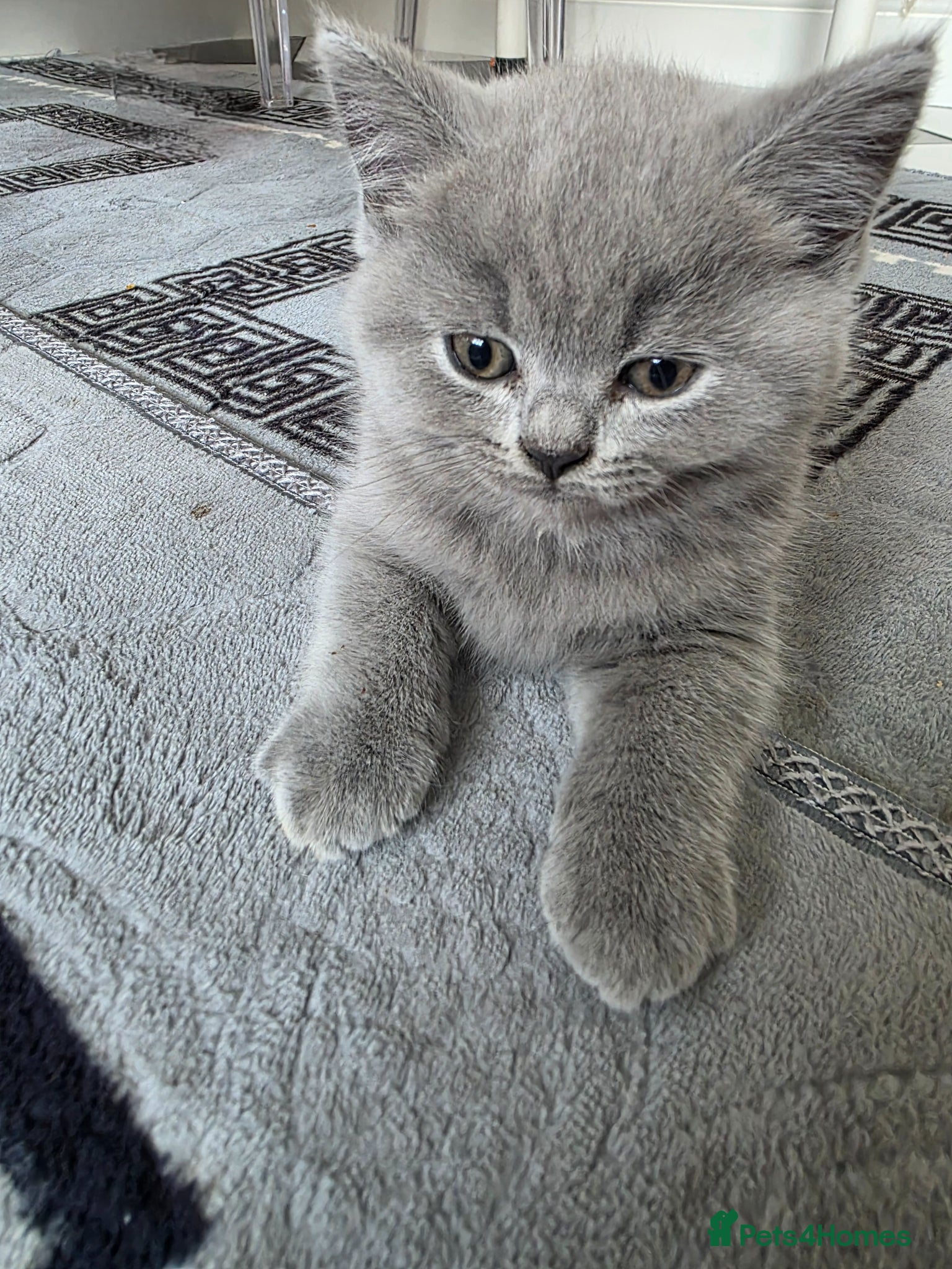 British Shorthair cats British shorthair kittens - Advert 9