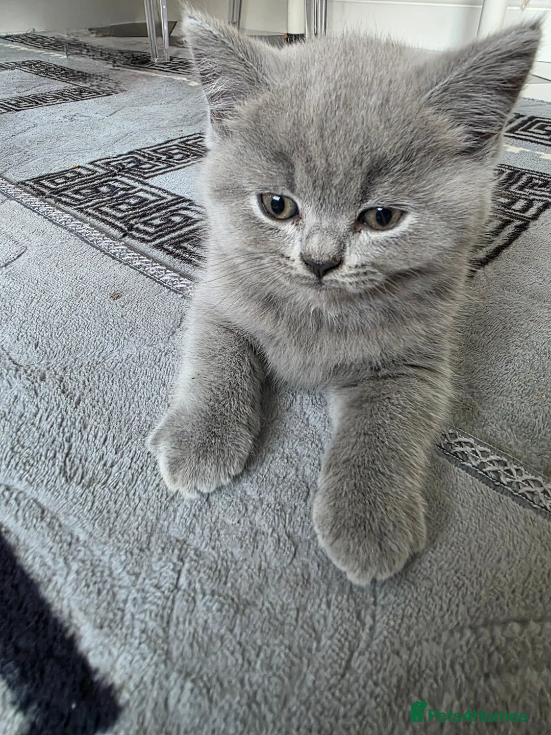 British Shorthair cats for sale: British shorthair kittens - Advert 1