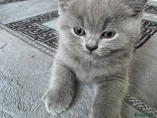 British Shorthair cats British shorthair kittens - Advert 2