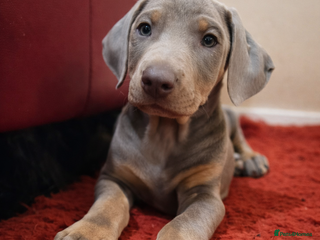 Dobermann dogs Stunning Female Ready for Lifelong Home - Advert 1