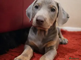 Dobermann dogs Stunning Female Ready for Lifelong Home - Advert 6