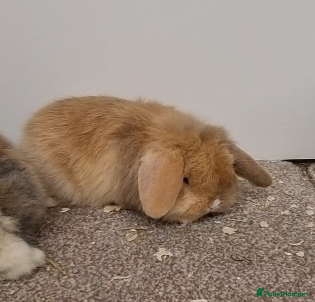 Mini Lop rabbits for sale: *Gorgeous baby mini lops, boys and girls* - Advert 4