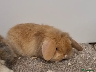 Mini Lop rabbits *Gorgeous baby mini lops, boys and girls* - Advert 8