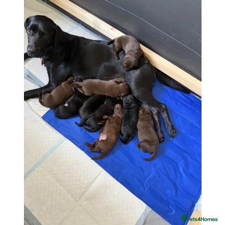 Labrador Retriever dogs Labrador retrievers  - Advert 16