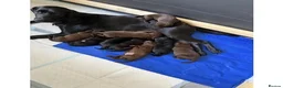 Labrador Retriever dogs for sale: Labrador retrievers  in Durham - Advert 1