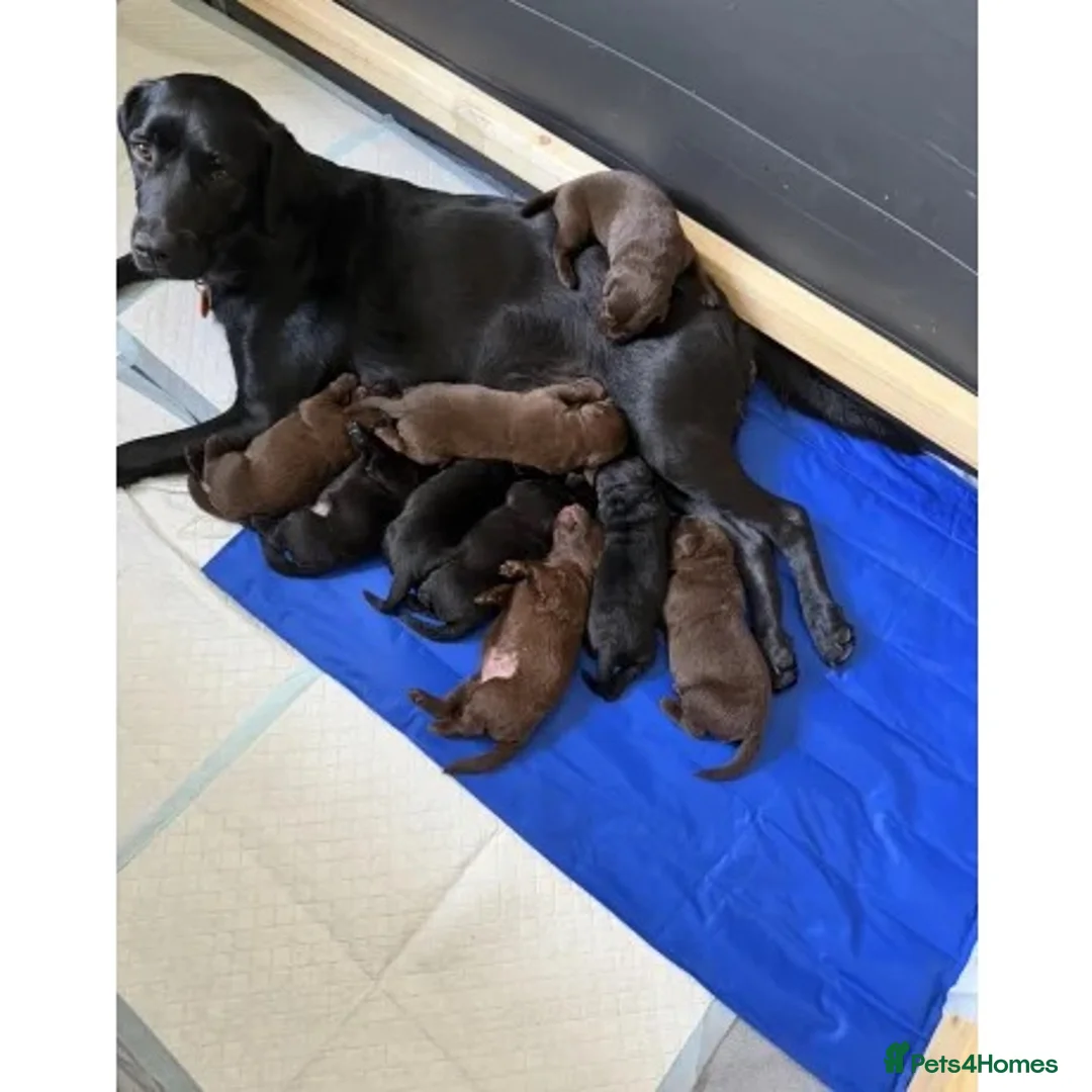 Labrador Retriever dogs for sale: Labrador retrievers  in Durham - Advert 1