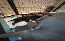 Cane Corso dogs for sale: Cane corso puppies  - Image 22