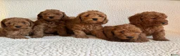 Cockapoo dogs for sale: F1b cockapoo puppies - DNA health test clear  - Advert 23