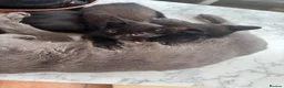 Mixed Breed cats for sale: 2 boys Black Russian  - Advert 6