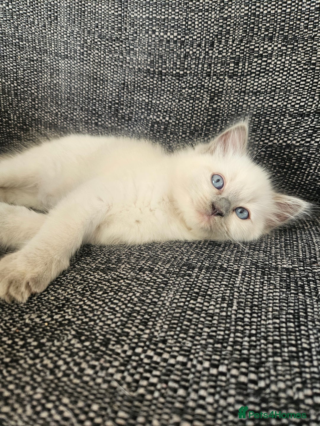 Ragdoll cats for sale: 8 Ragdoll Kittens Ready NOW - Image 12