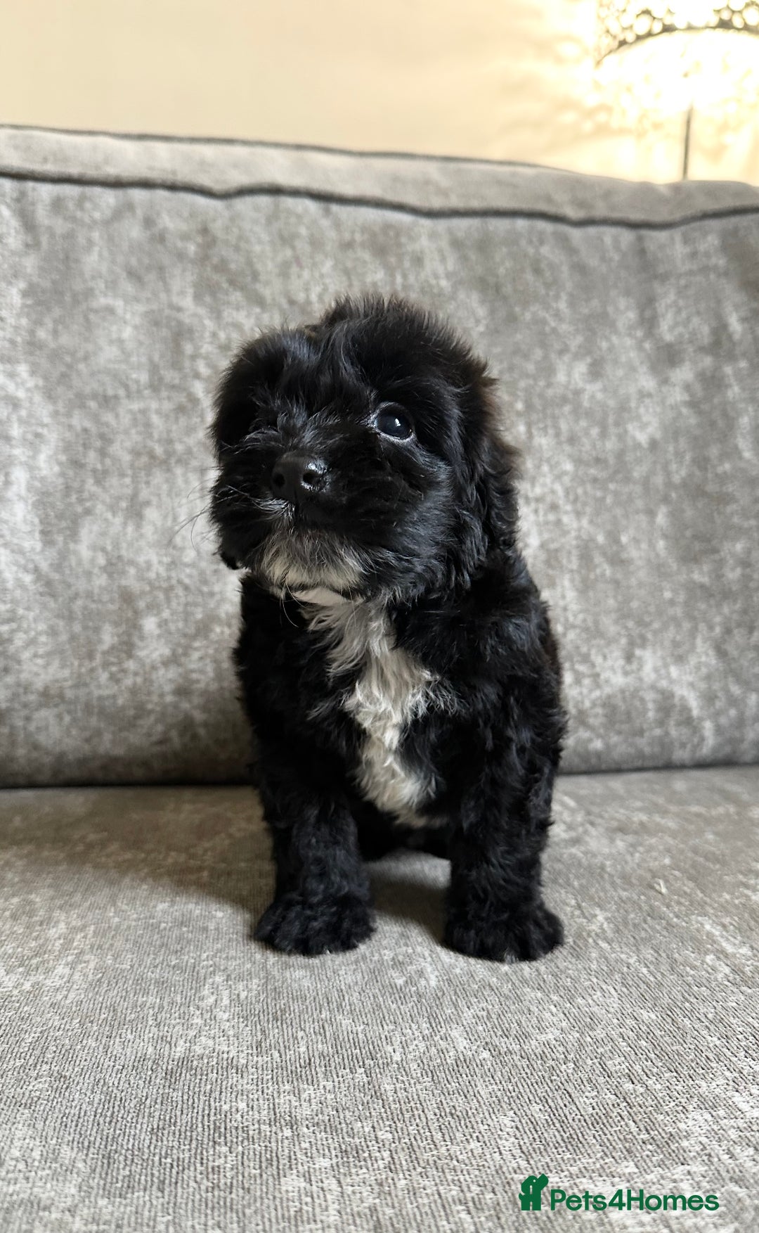 Cockapoo dogs for sale: Cockapoos looking for forever homes - Advert 26