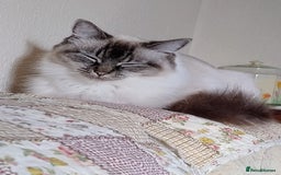 Ragdoll cats for sale: Sweet natured pure bred Ragdoll kittens  - Image 10