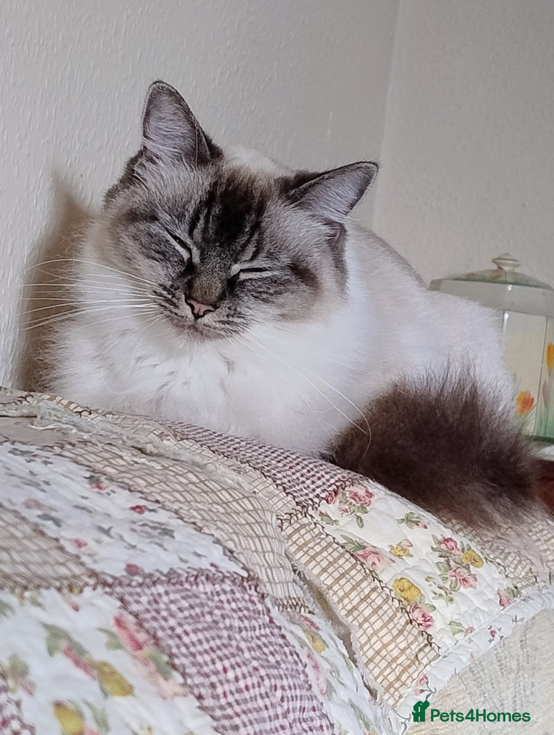 Ragdoll cats for sale: Sweet natured pure bred Ragdoll kittens  - Image 10