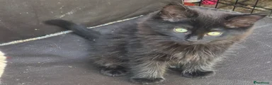 Maine Coon 3