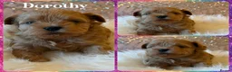 Shihpoo dogs for sale: Asian Shih Poo puppies in Westcliff-on-Sea - Advert 3
