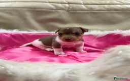 Jack Russell dogs for sale: Tiny Jack Russell pups  - Image 4