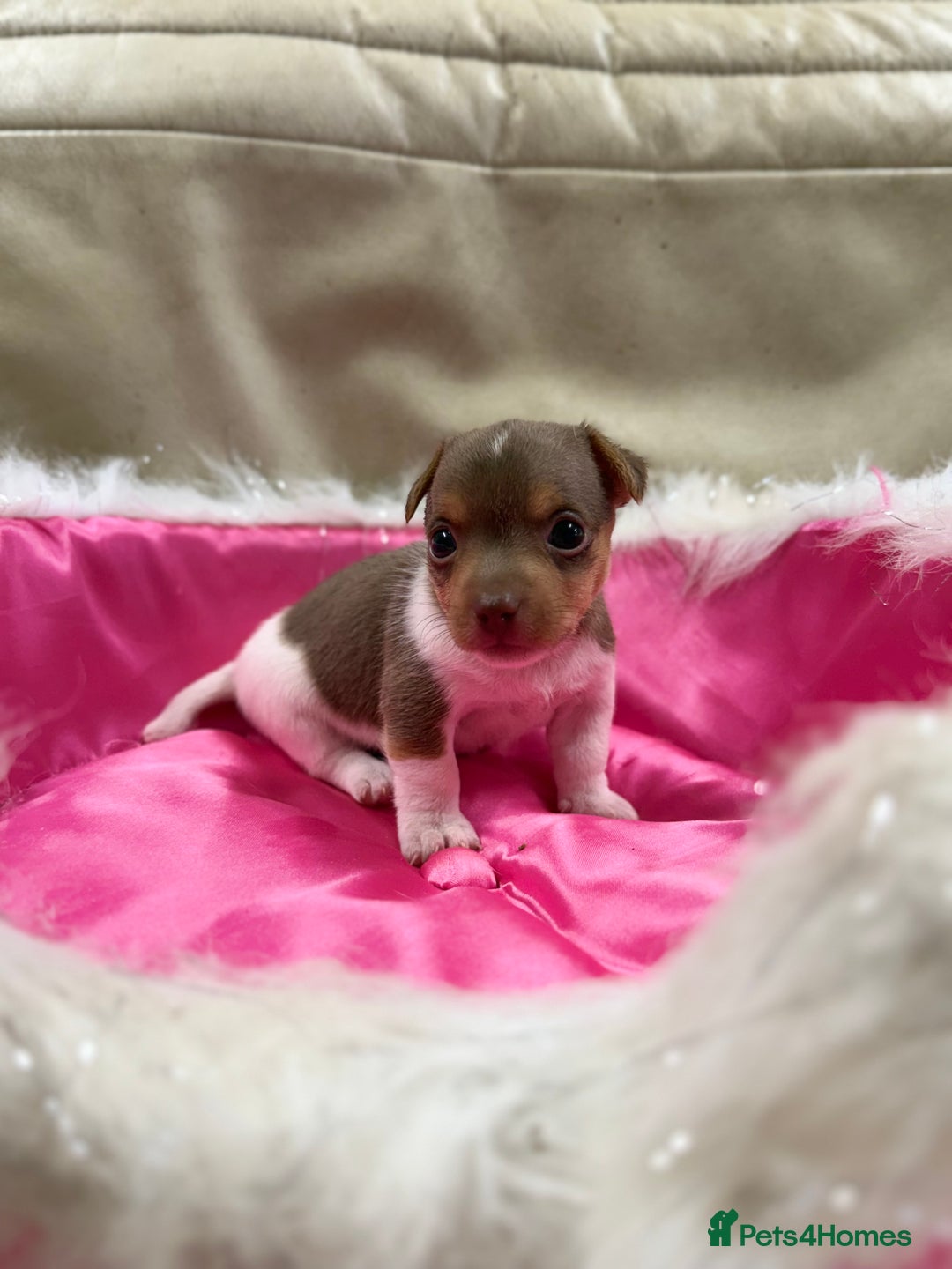 Jack Russell dogs for sale: Tiny Jack Russell pups  - Image 4