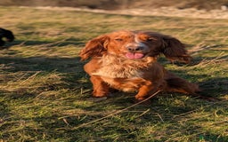 Cocker Spaniel dogs for sale: Adorable Working Cocker Puppies - Image 11