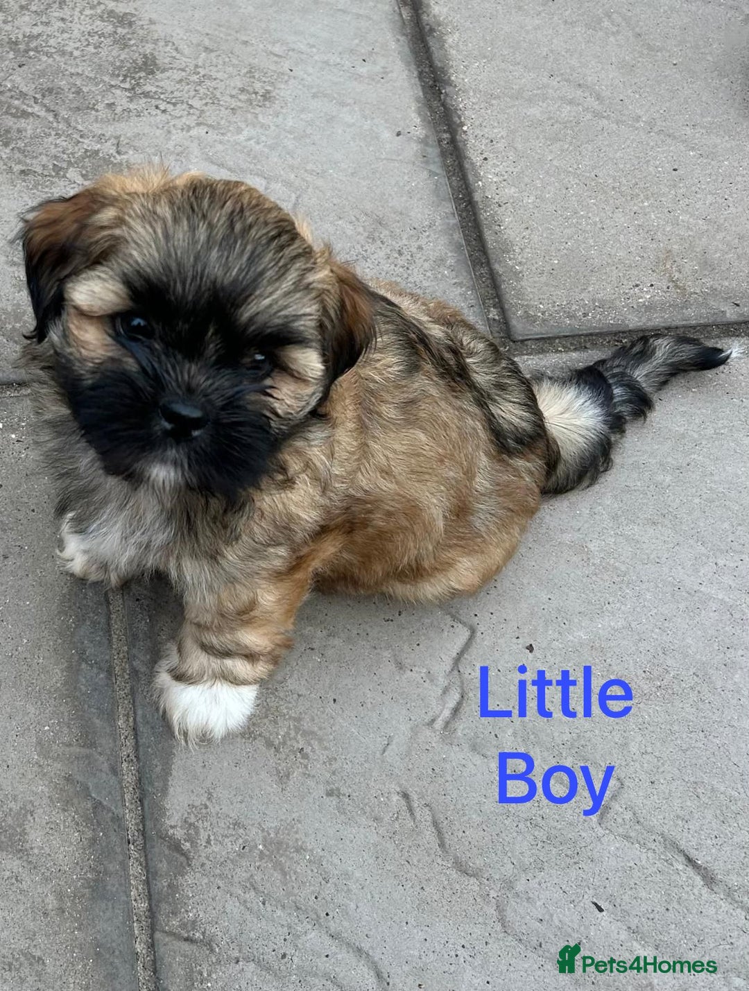 Lhasa Apso dogs for sale: One Adorable KC Reg Little Boy GPRA4 Clear - Image 8