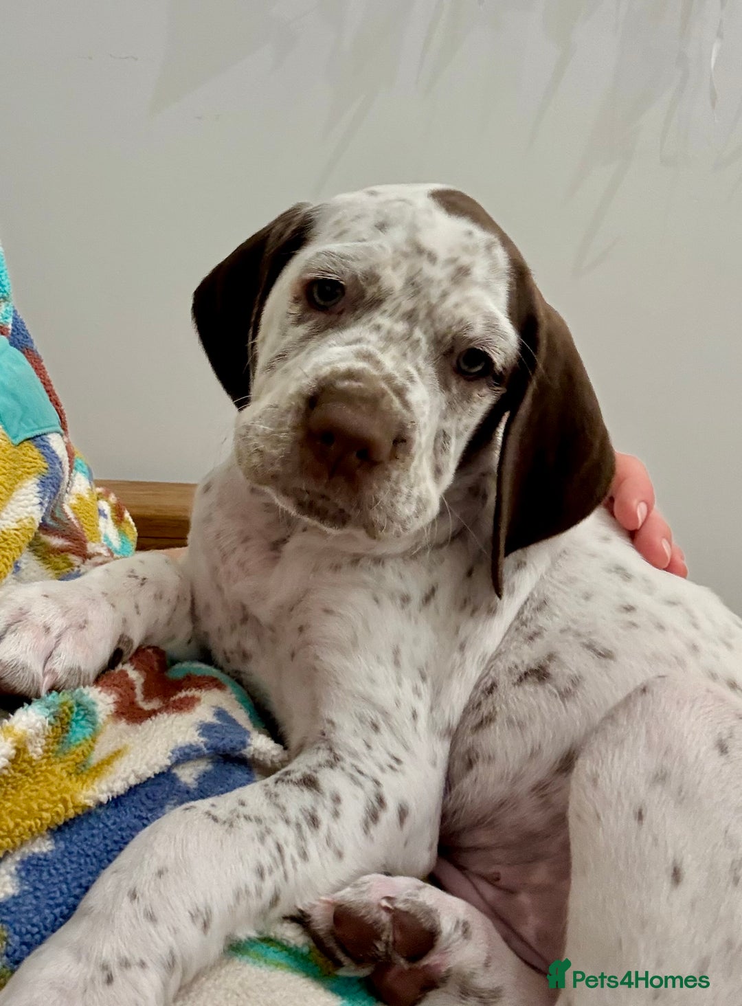 Braque du Bourbonnais dogs for sale: Braque du Bourbonnais Puppies - Image 2