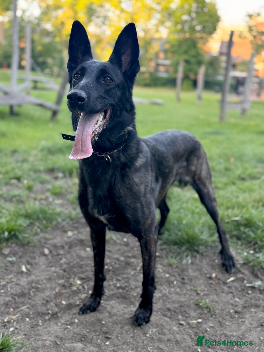 Belgian Shepherd Dog dogs for sale: Belgian Malinois – Female - Image 3
