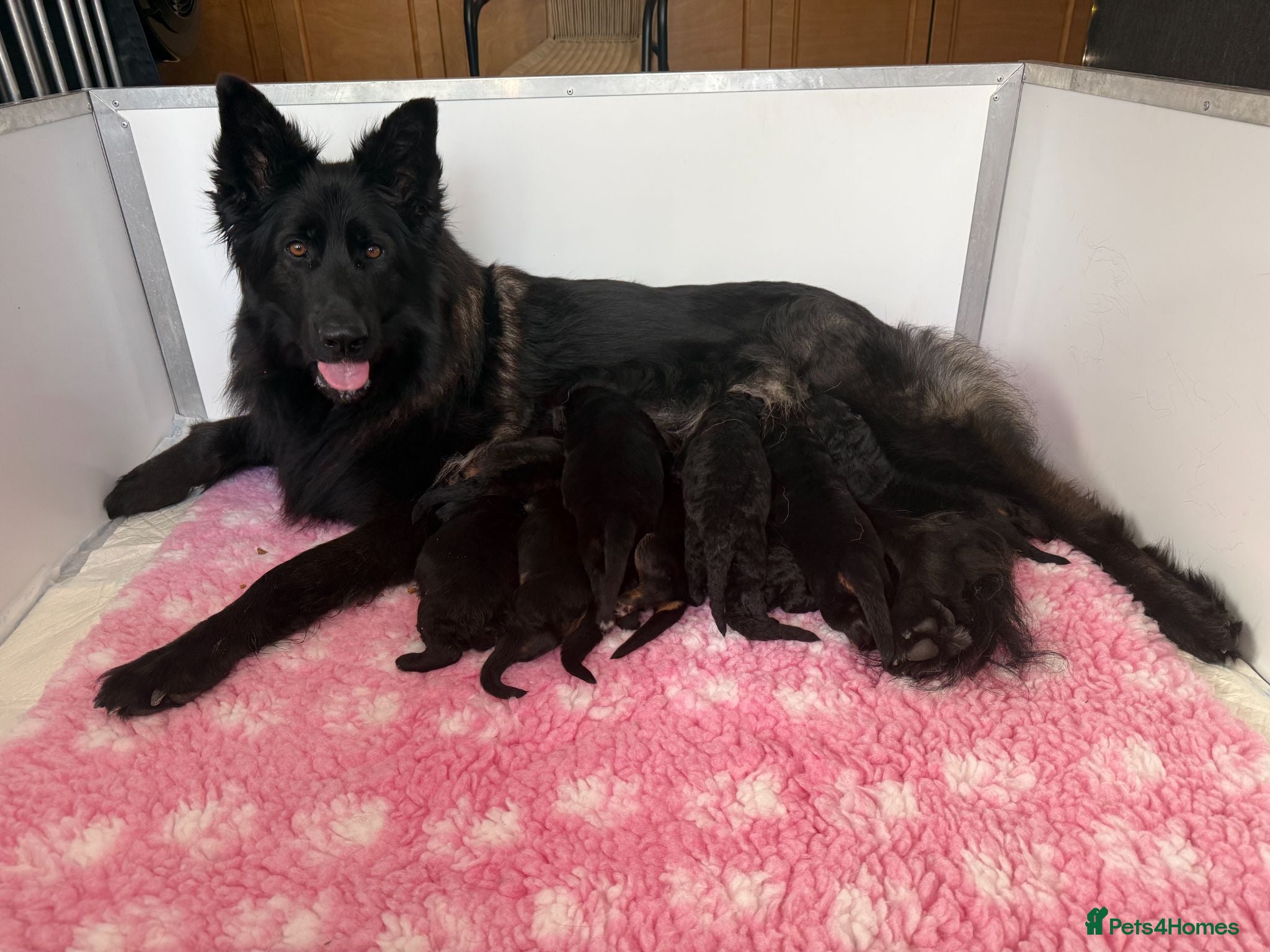 German Shepherd dogs Exceptional Beautiful litter of long coated  - Advert 1